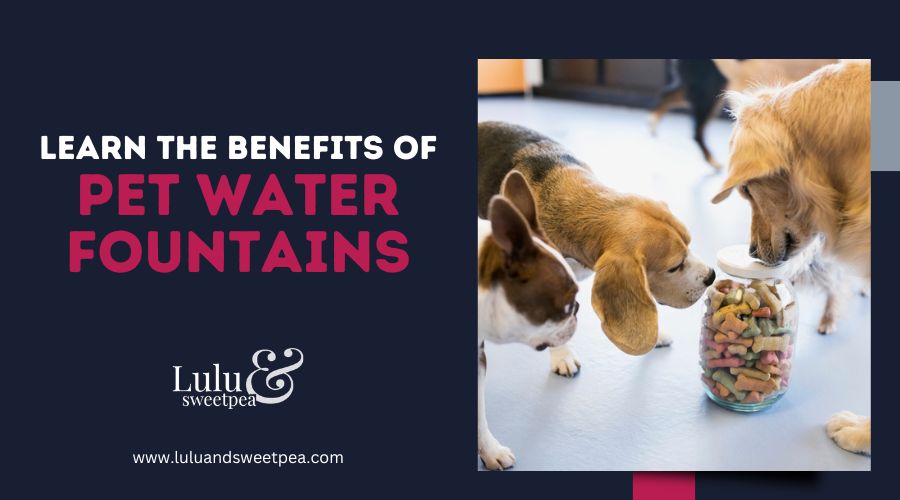 Learn the Benefits of Pet Water Fountains