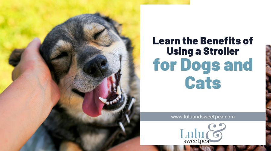 Learn the Benefits of Using a Stroller for Dogs and Cats