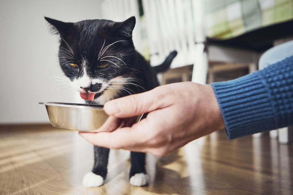 Pet owner holding bowl with feeding for his hungry cat at home kitchen