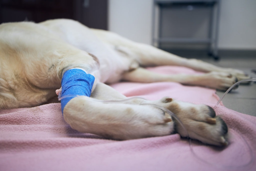 Selective focus on infusion with medicine. Paws of illness dog during treatment. Old labrador retriever in animal hospital