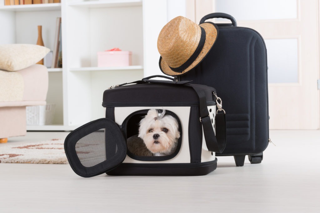 Small dog Maltese sitting in his transporter or bag and waiting for a trip.
