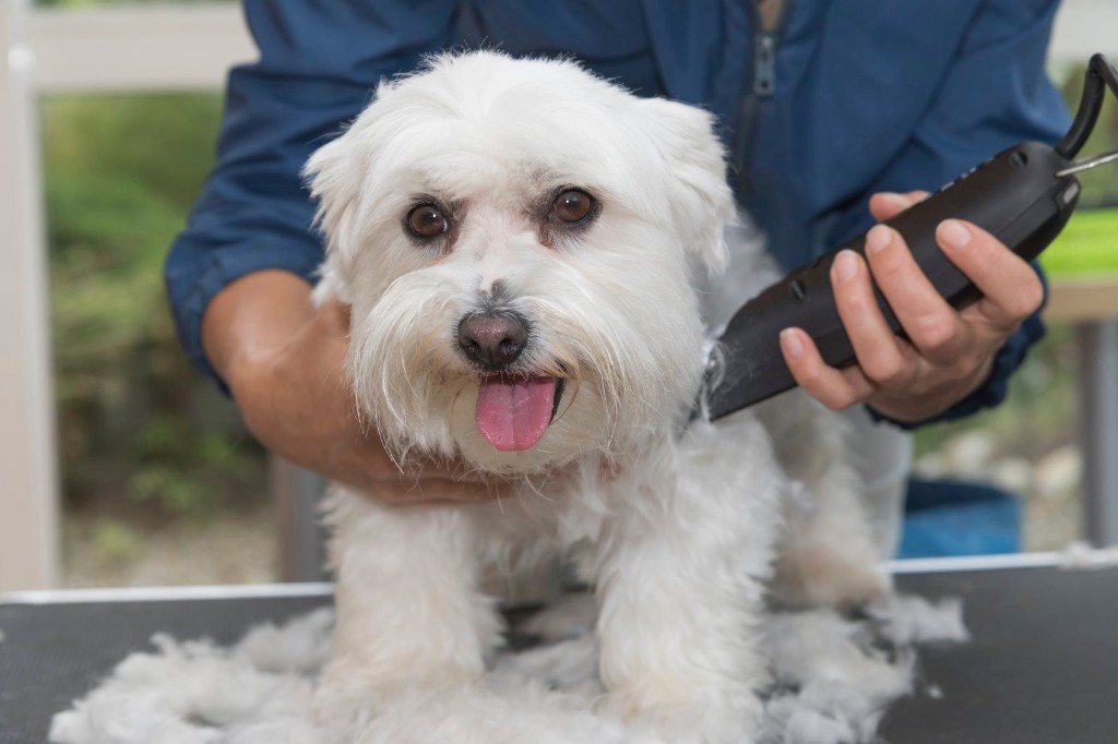 Top-5-Dog-Grooming-Clippers-for-2017-1