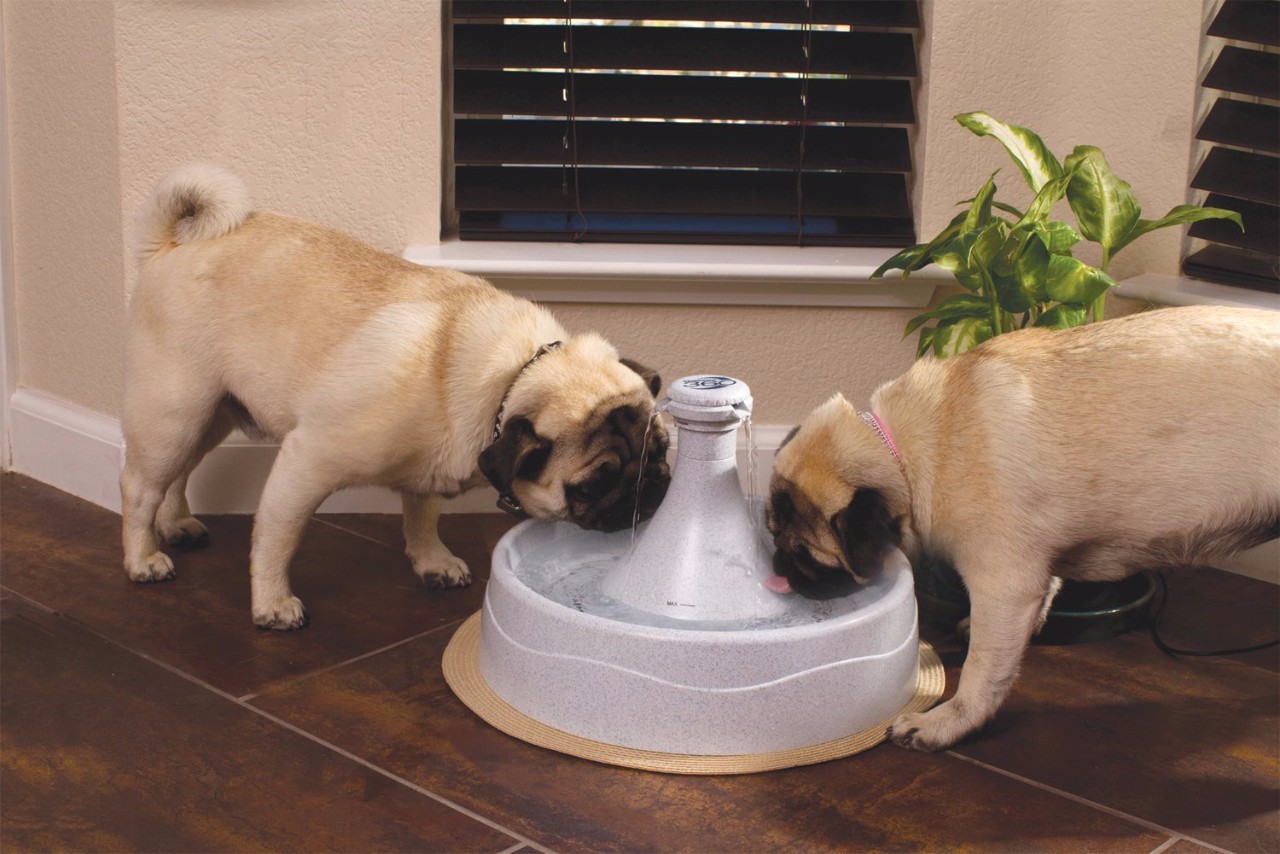 Top-5-Pet-Fountains-for-Cats-and-Dogs-1