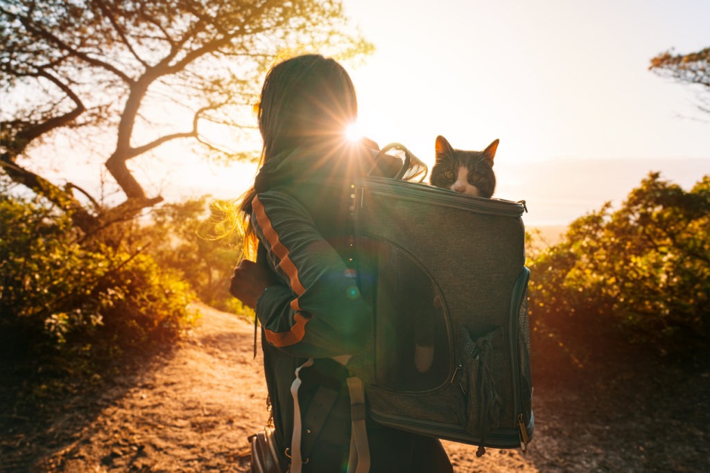 Woman walking outdoors in nature with her lovely cat in a backpack carrier at sunset. A funny cat looks out of the portable and foldable pet backpack or carrier bag. Travel with pets.
