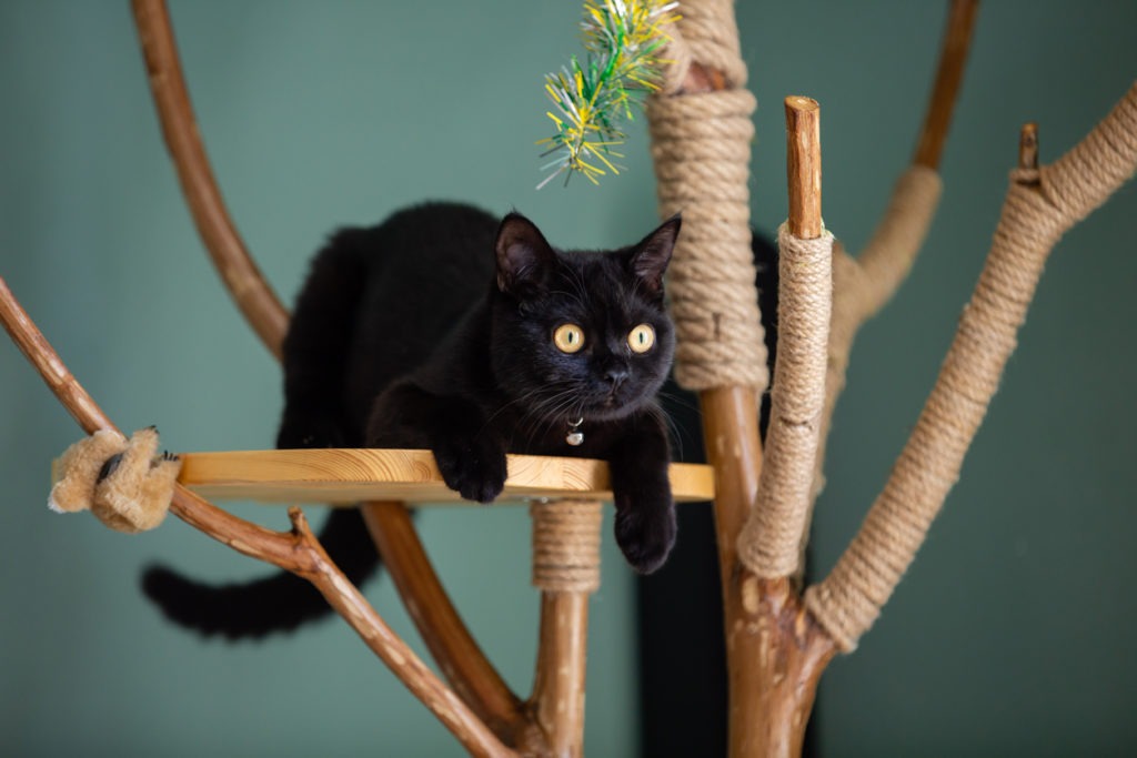 Black cat on a hand made cat tree