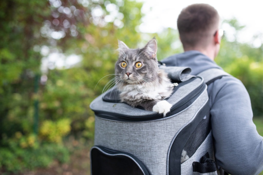 Pet owner carrying backpack with funny looking blue tabby maine coon cat coming out of backpack in nature