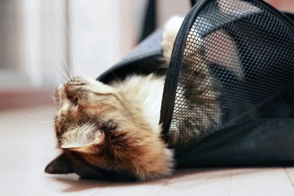 Gray cat is relaxing in a carrying bag