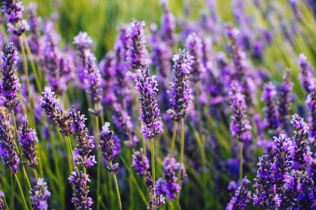 lavender flowers, lavender field