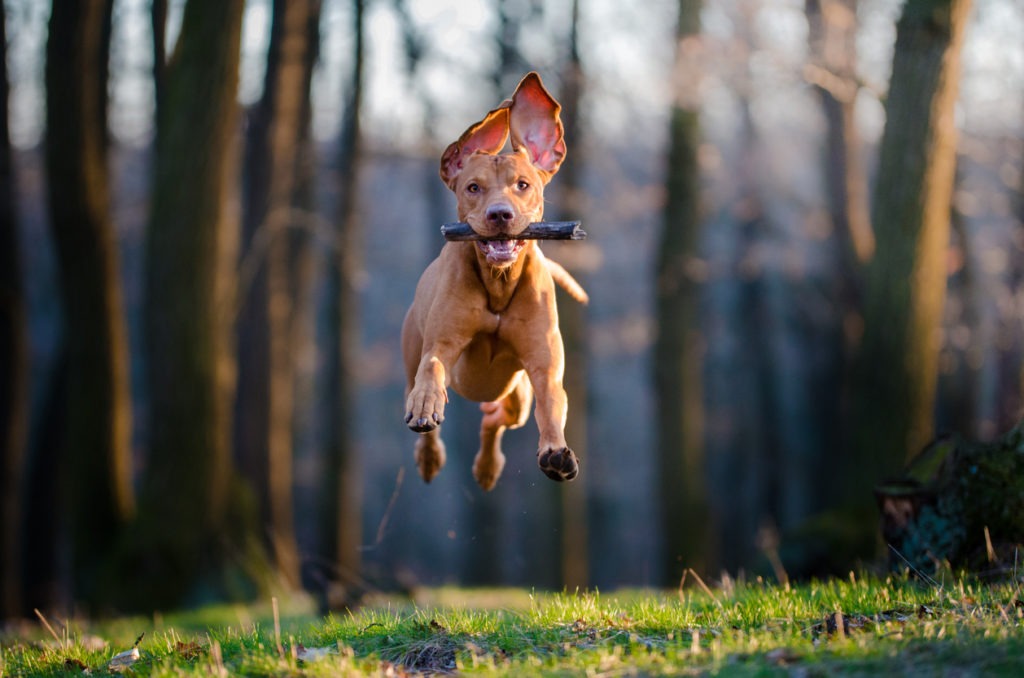 photo of flaying hungarian pointer hound dog
