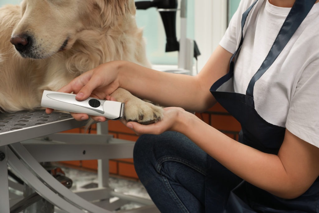 Professional groomer working with cute dog in pet beauty salon, closeup