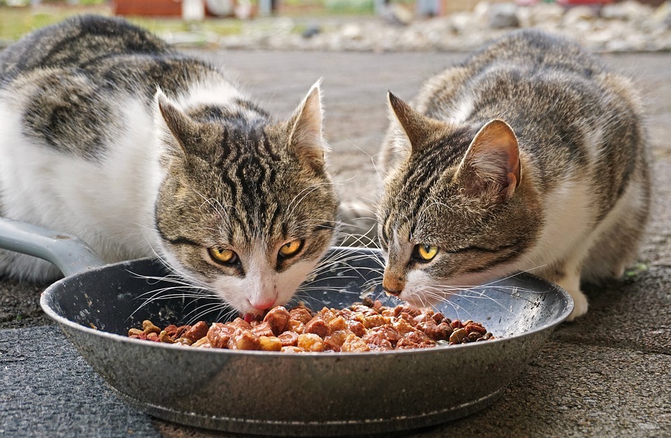 twin-cats-eating-food