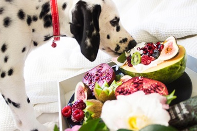 4 Tips for Enhancing Your Dog's Digestion