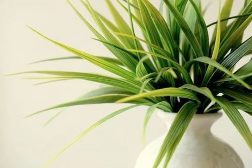 Indoor-plants-help-in-creating-the-best-craft-rooms