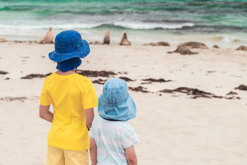 Kids wearing sun hats watching sea lions on the beach