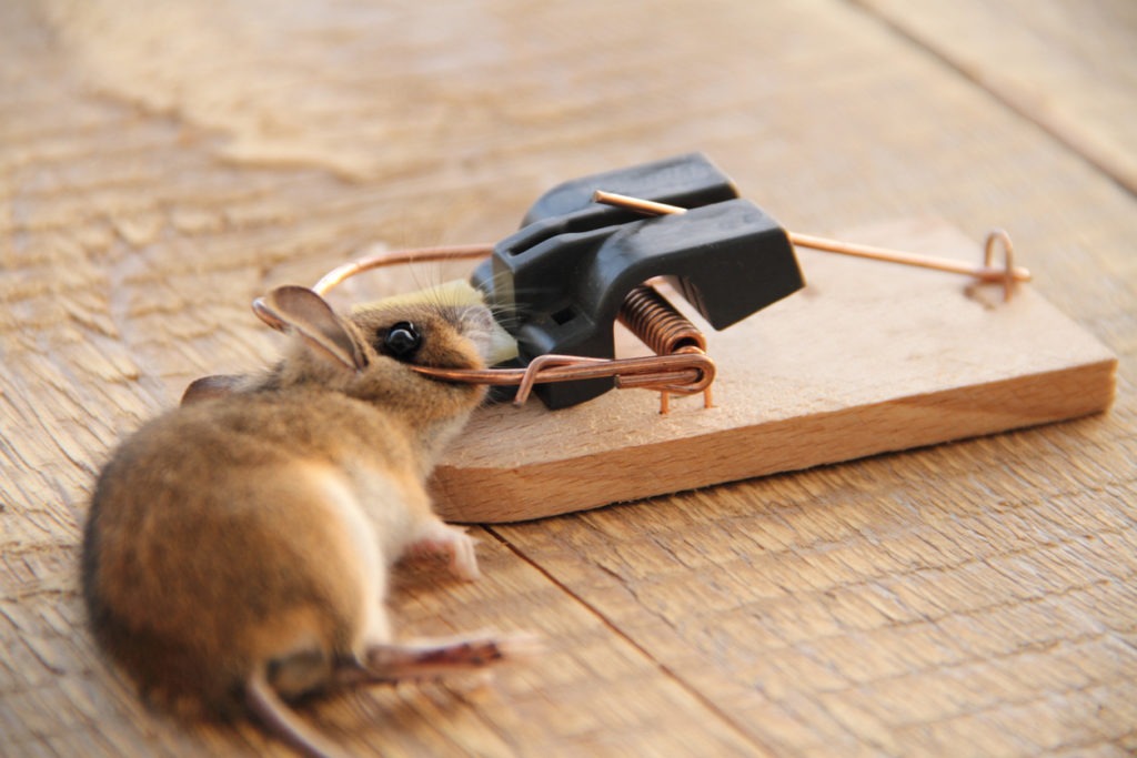  a mousetrap with mouse