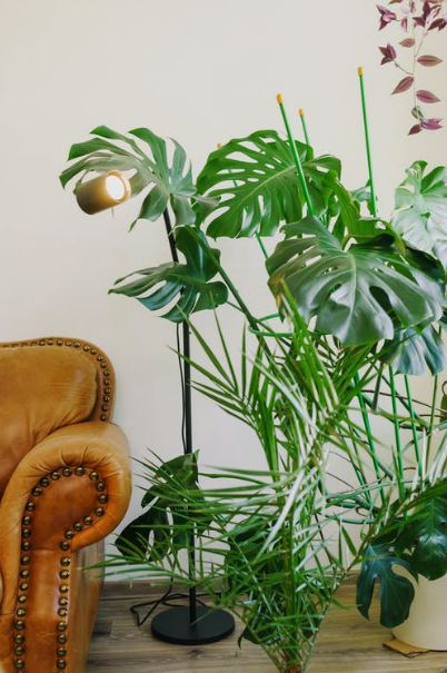 tropical-plants-in-a-house