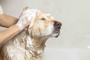 10 Best Medicated Dog Shampoo Reviews