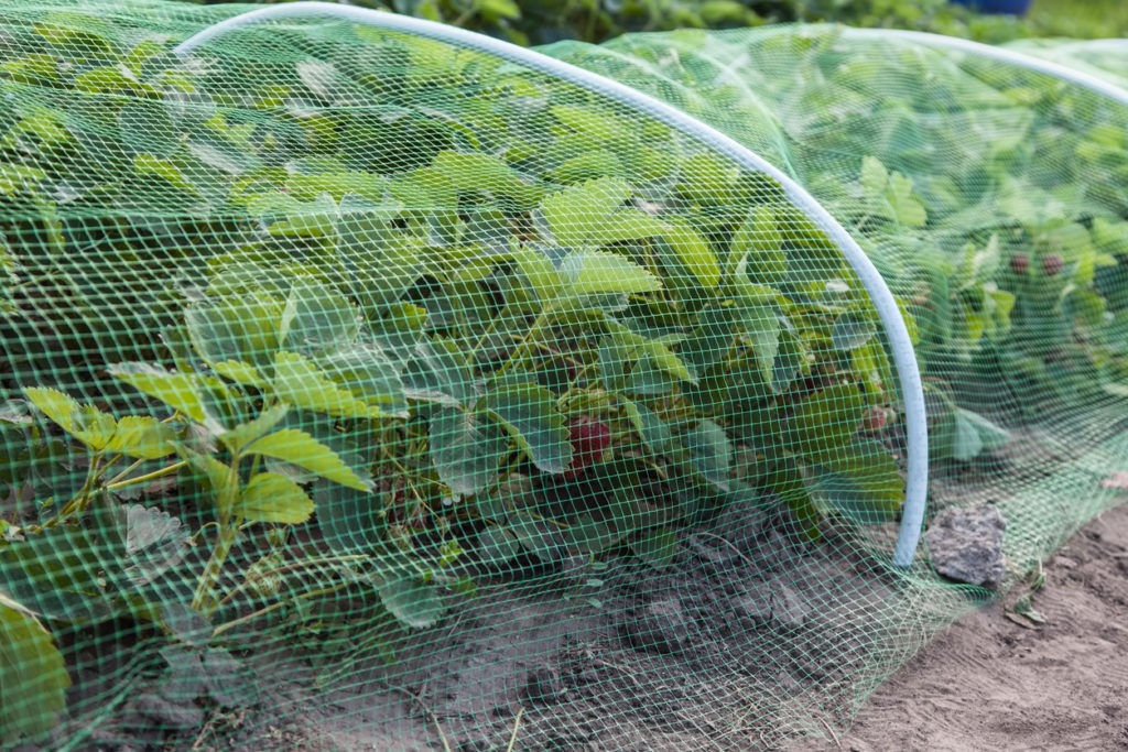 A netting shelter for plants