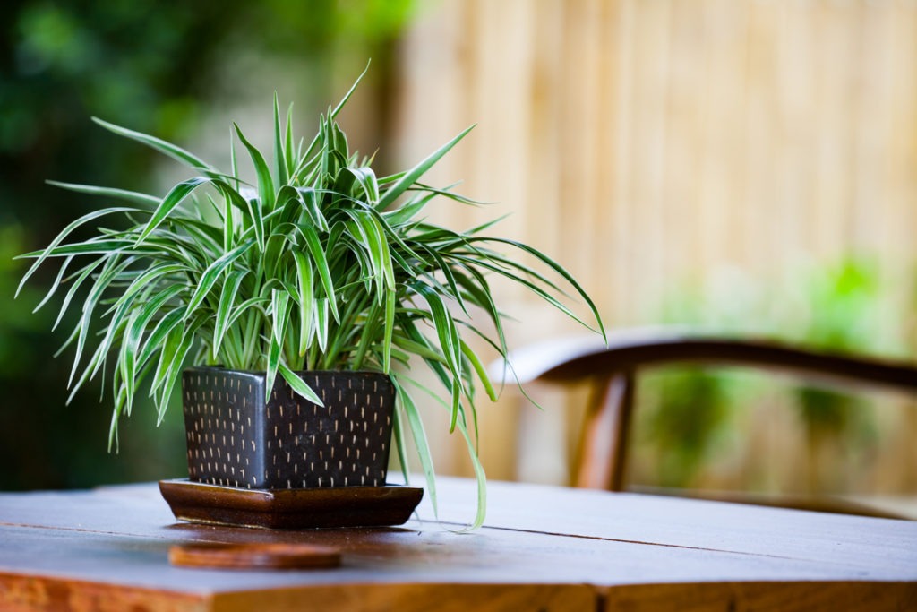 A spider plant pot