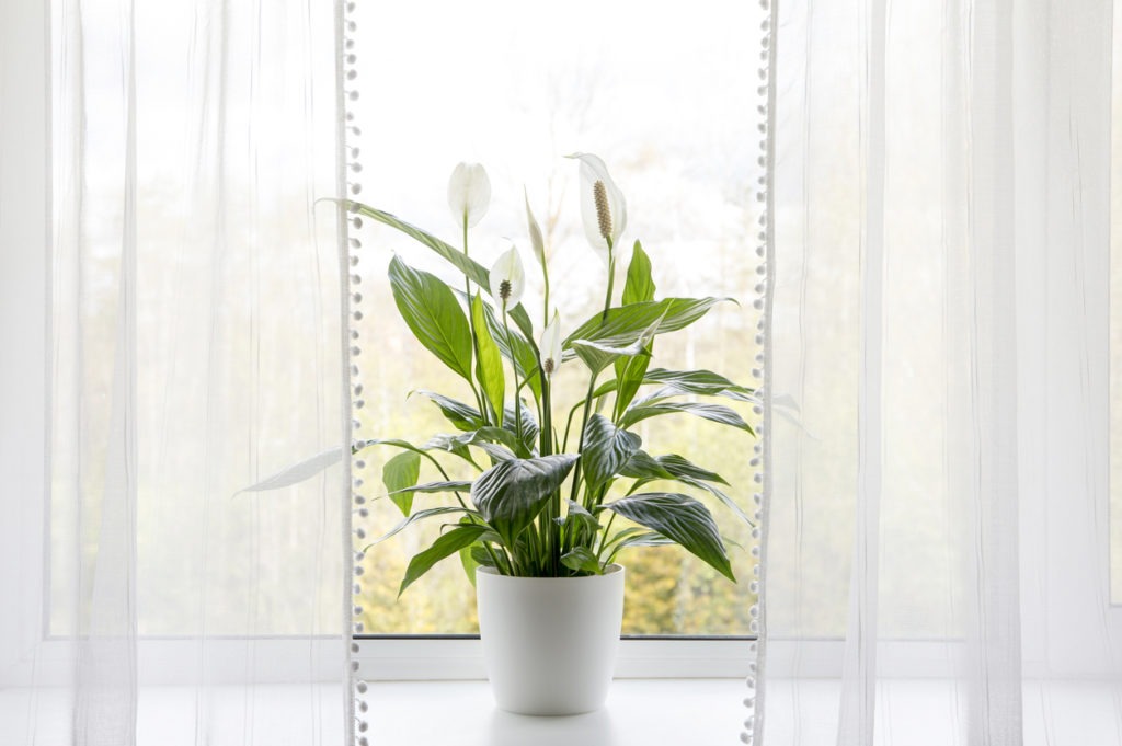 Air purifying peace lily plant in home