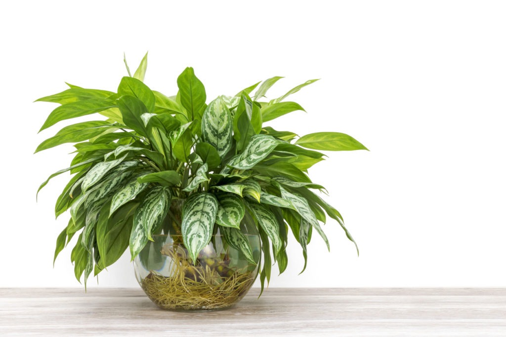 Chinese evergreen cuttings rooting in a glass vase