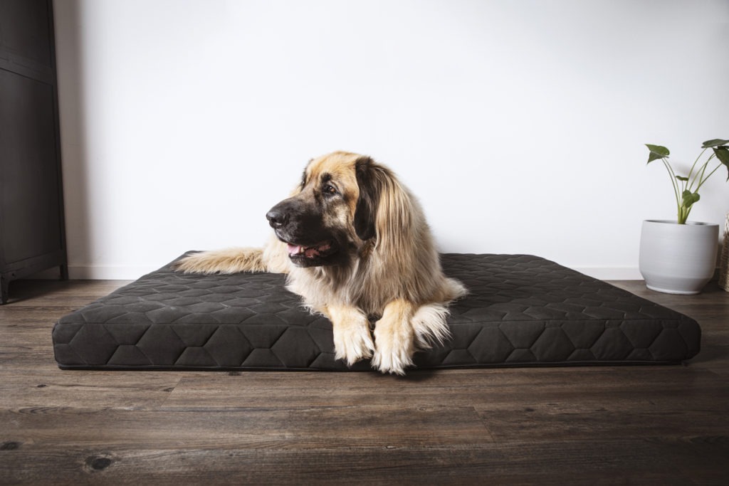 Dog Beds, Dog Orthopedic Bed