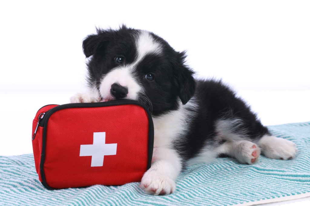Dog-First-Aid-Kit-Emergency-Kit.