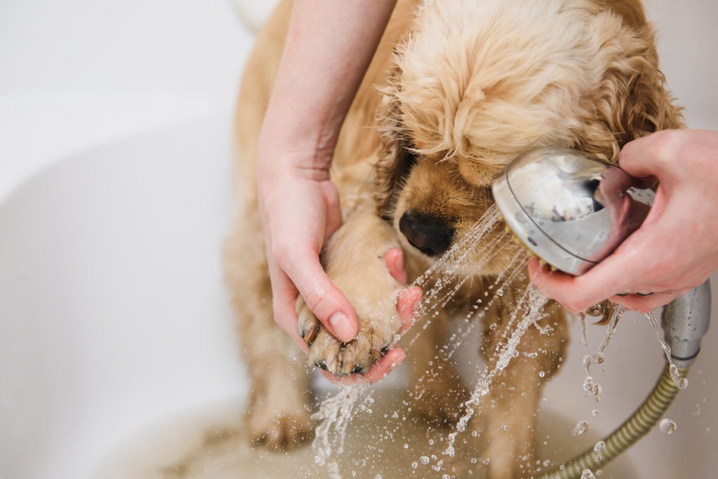 Dog Shampoos, Dog taking a bath