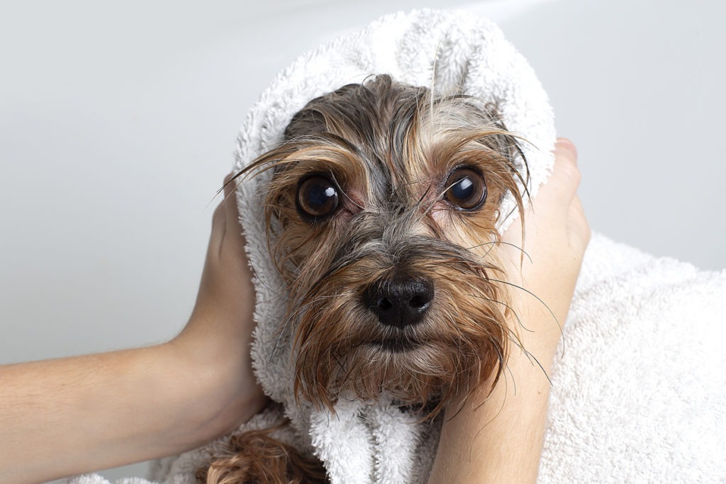 Dog in Towel, Dog after taking a bath