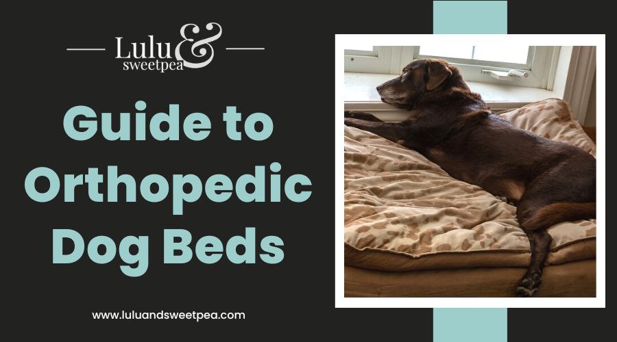 Guide to Orthopedic Dog Beds