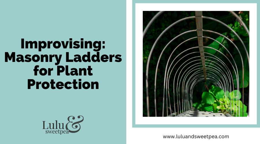 Improvising- Masonry Ladders for Plant Protection
