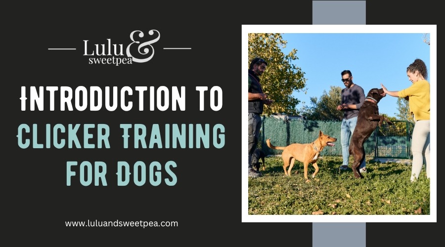 Introduction to Clicker Training for Dogs