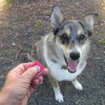Introduction to Clicker Training for Dogs