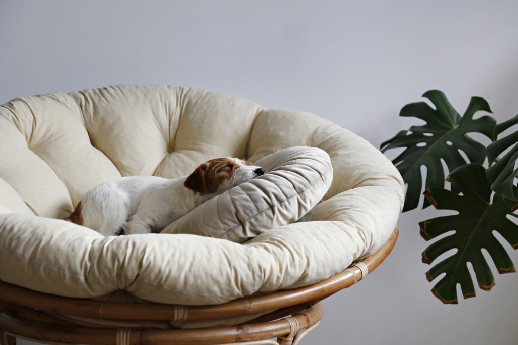 Quality Orthopedic Dog Beds, Sleeping Dog in Bed
