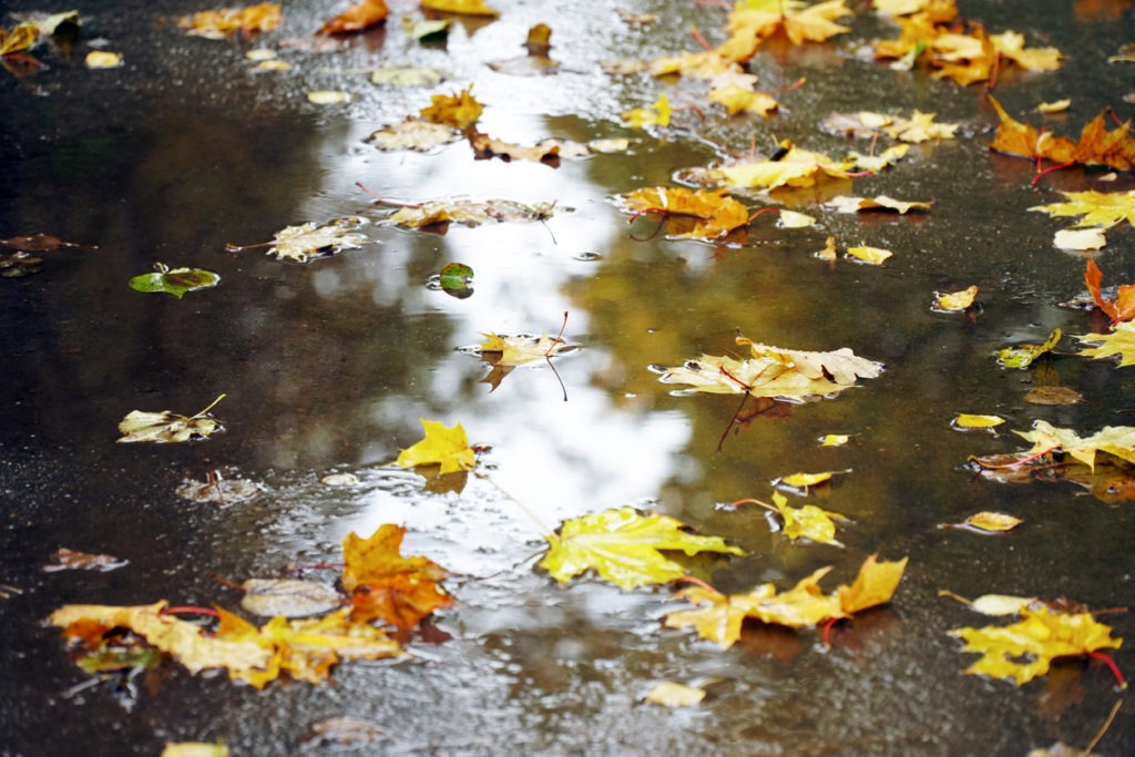 Rainwater with fallen leaves