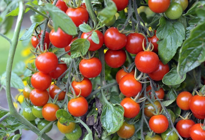 Several-tomatoes-hanging-from-a-branch.-