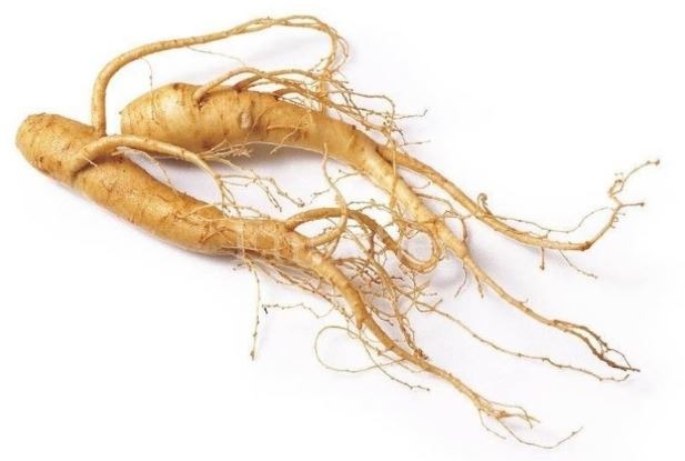 Two pieces of Korean ginseng root