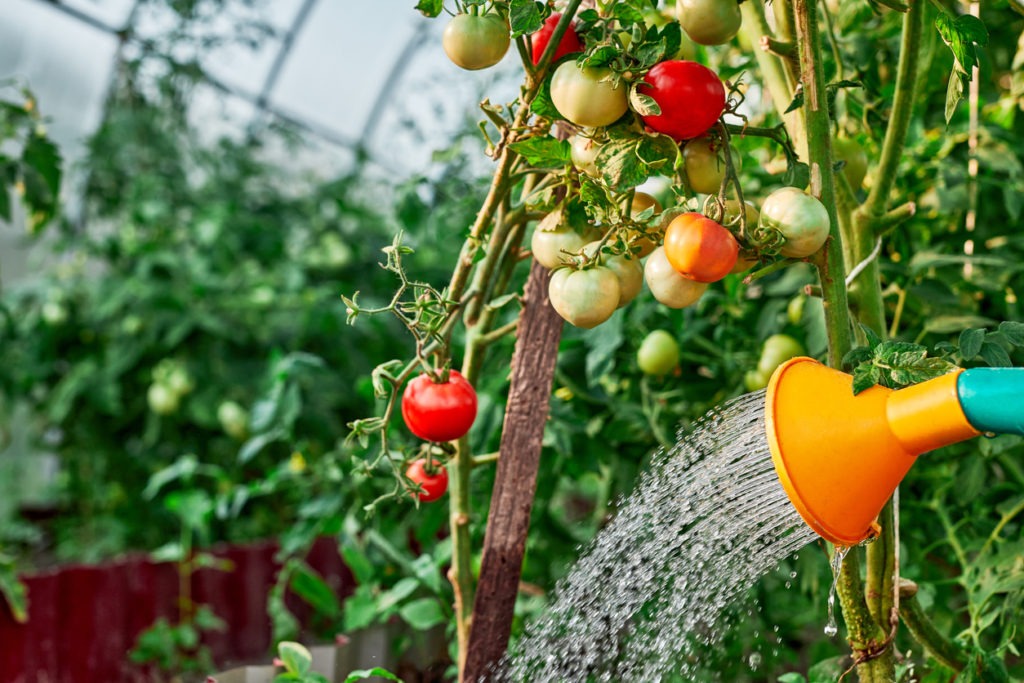 Watering tomato plants in a greenhouse garden.