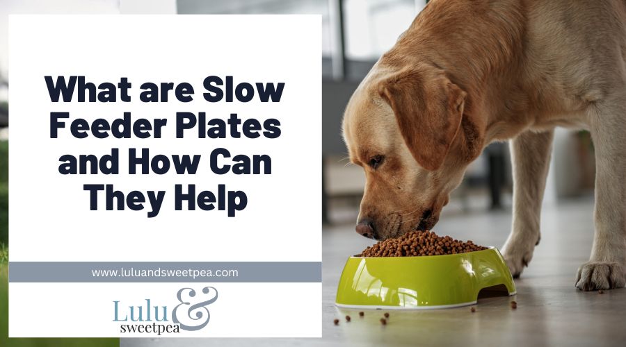 What are Slow Feeder Plates and How Can They Help