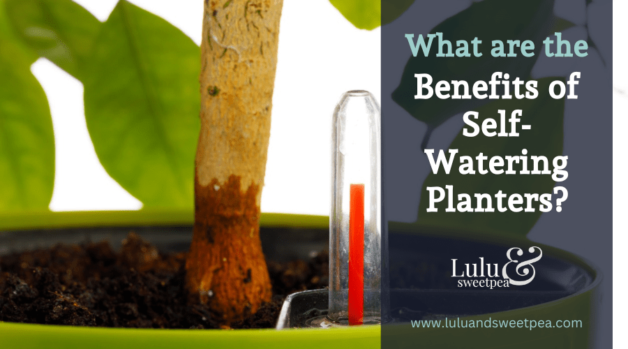 What are the Benefits of Self-Watering Planters?