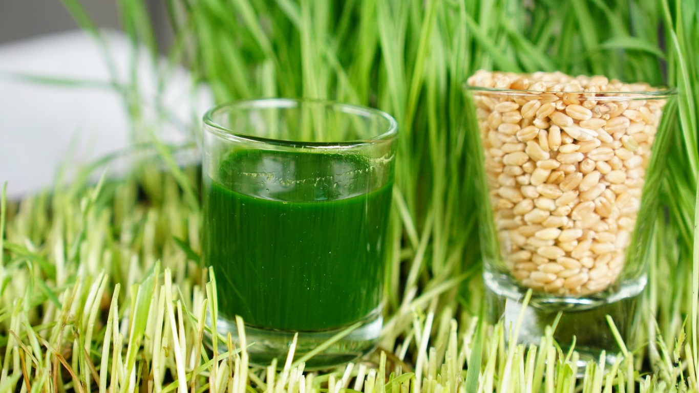 Wheatgrass juice in a drinking glass behind with wheatgrass as a background