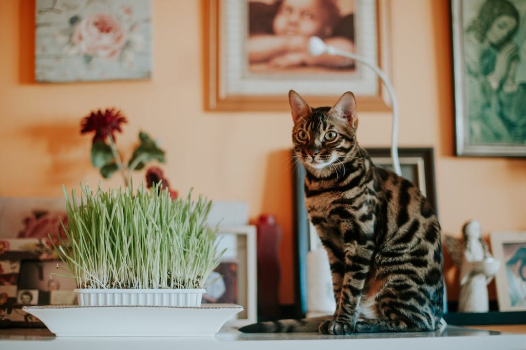 Wheatgrass-on-a-white-plate-beside-a-cat-sitting-on-a-table.Wheatgrass-on-a-white-plate-beside-a-cat-sitting-on-a-table.