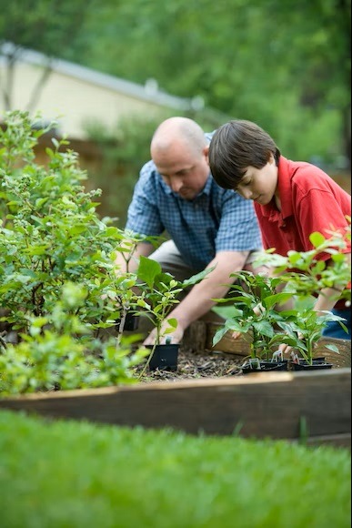 a picture of father and son planting in the garden