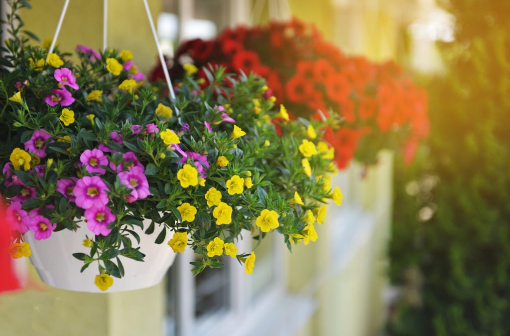 baskets of colorful petunia flowers hanging in a balcony