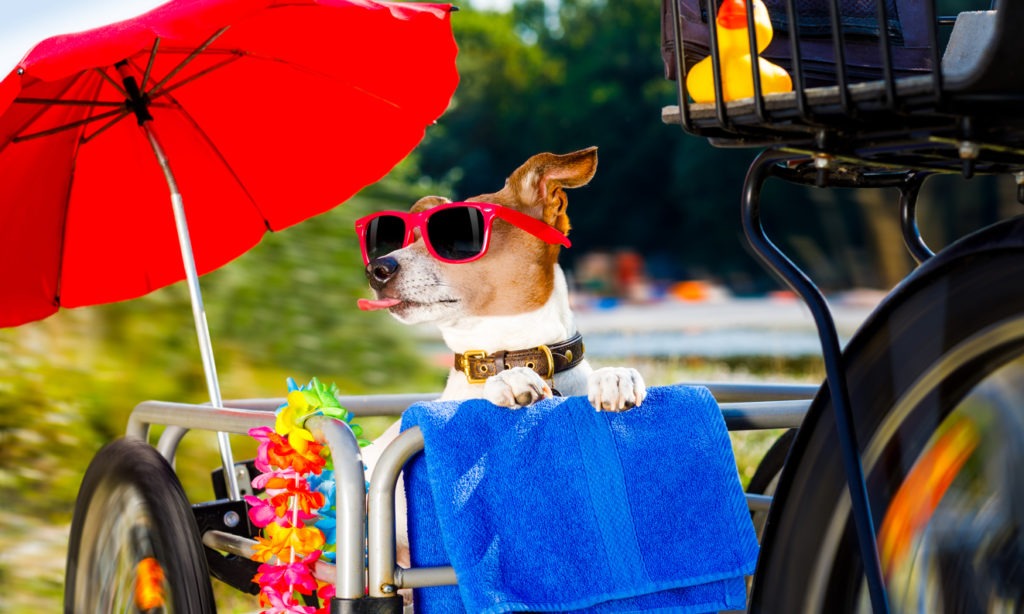 dog on a bike trailer on summer vacation