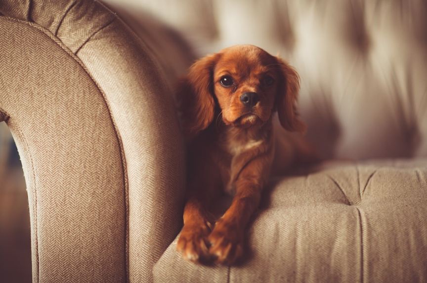 dog-on-the-couch