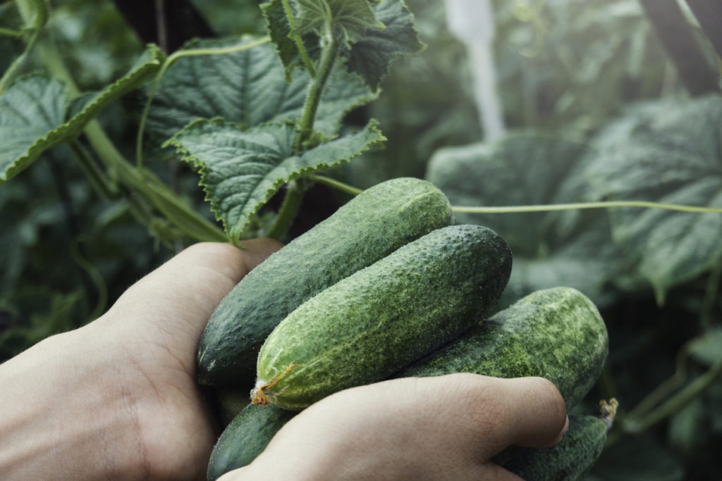 hands holding freshly picked cucumbers