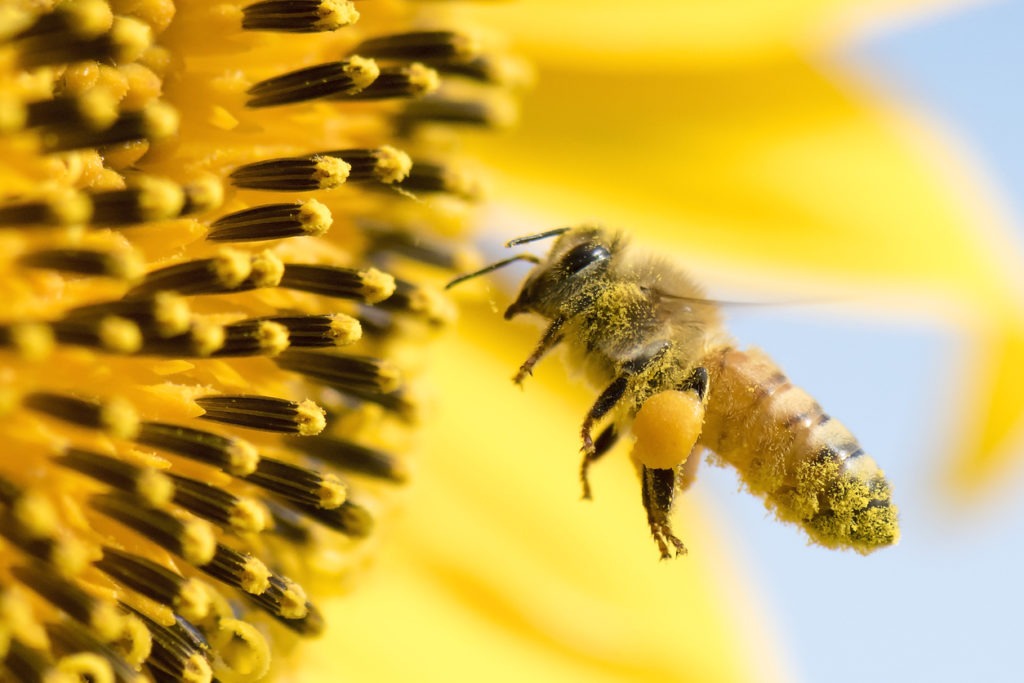 Honey Bee pollinating sunflower