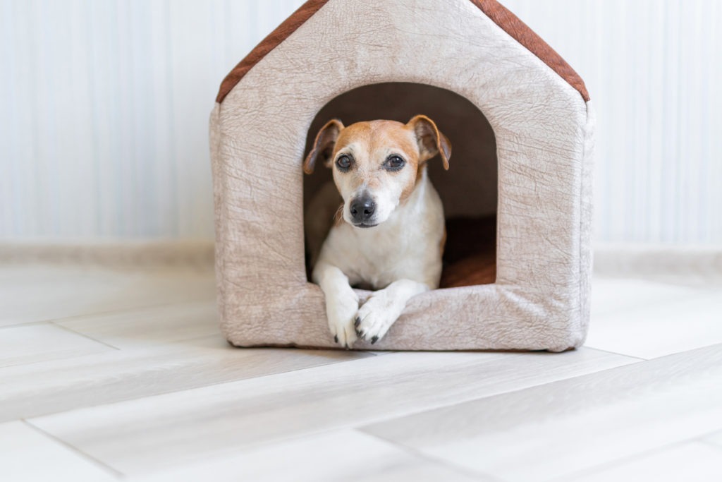 house for small dog