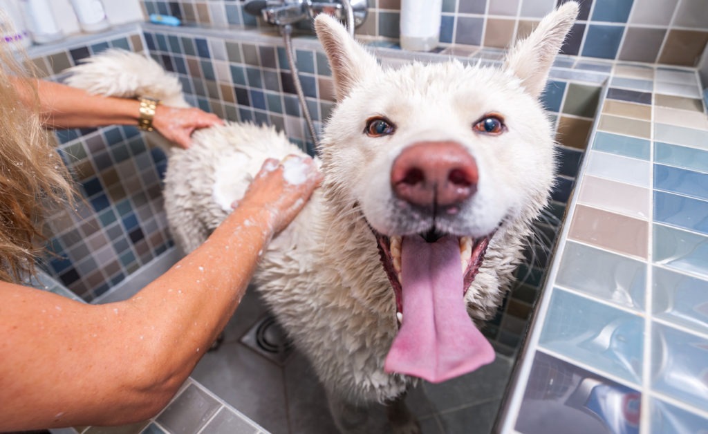 og Shampoos, Dog in Bathtub